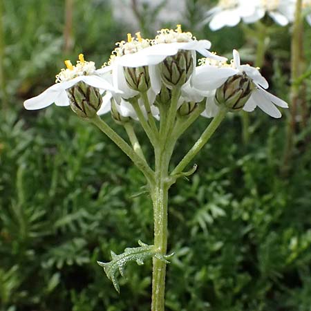 Achillea erba-rotta subsp. moschata \ Moschus-Schafgarbe / Musk Yarrow, Iva, CH Umbrail-Pass / Passo dell'Umbrail 7.7.2026