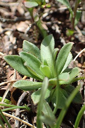 Androsace obtusifolia \ Stumpfblttriger Mannsschild / Blunt-Leaved Rock Jasmine, CH Gotthard 12.6.2017