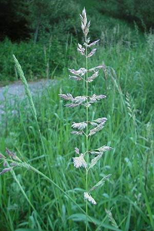 Phalaris arundinacea \ Rohr-Glanzgras / Red Canary Grass, CH Airolo 26.6.2010