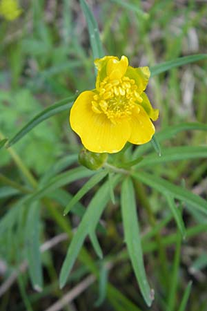 Ranunculus argoviensis \ Aargauer Gold-Hahnenfu / Aargau Goldilocks, CH Basel 13.4.2011