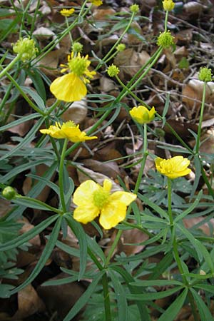 Ranunculus argoviensis \ Aargauer Gold-Hahnenfu / Aargau Goldilocks, CH Basel 13.4.2011