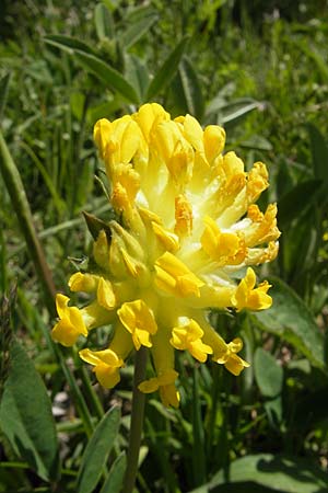 Anthyllis vulneraria subsp. alpestris \ Alpen-Wundklee / Alpine Kidney Vetch, CH Gotthard 5.6.2010