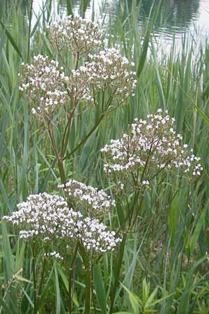 Valeriana excelsa \ Echter Kriech-Baldrian, Kriechender Arznei-Baldrian / High Valerian, CH Stein am Rhein 14.6.2011