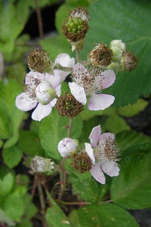 Rubus armeniacus \ Garten-Brombeere, Armenische Brombeere / Armenian Blackberry, Himalayan Blackberry, CH Stein am Rhein 14.6.2011