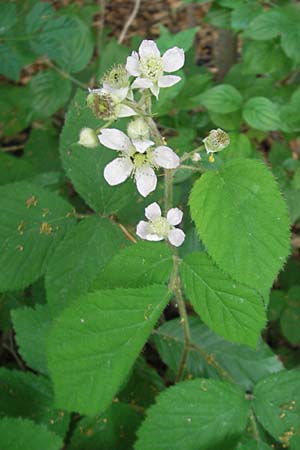 Rubus fruticosus agg. \ Brombeere / Bramble, Blackberry, CH Baden 7.6.2011