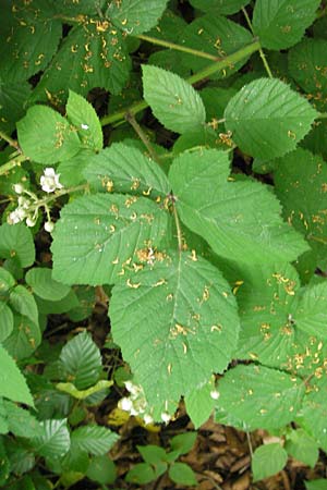 Rubus fruticosus agg. \ Brombeere / Bramble, Blackberry, CH Baden 7.6.2011