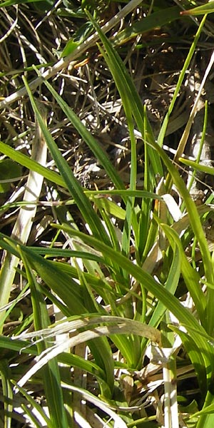 Carex caryophyllea \ Frhlings-Segge / Spring Sedge, CH Gotthard 5.6.2010