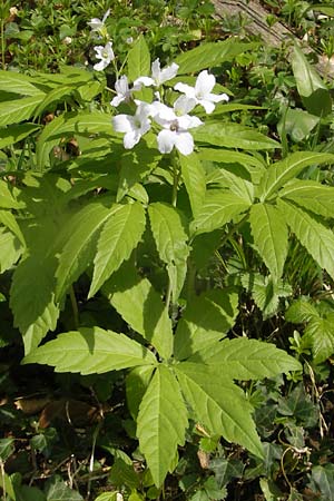 Cardamine heptaphylla \ Siebenblttrige Zahnwurz / Pinnate Coral-Root, CH Burg im Leimental 13.4.2011