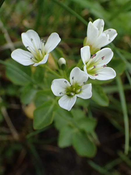 Cardamine amara \ Bitteres Schaumkraut / Large Bitter-Cress, CH Fl&uuml;elapass 5.7.2026