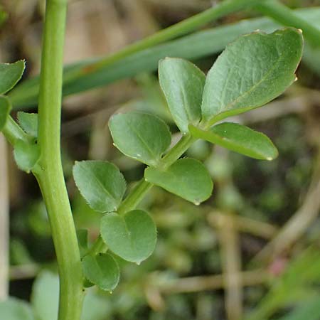 Cardamine amara \ Bitteres Schaumkraut / Large Bitter-Cress, CH Fl&uuml;elapass 5.7.2026