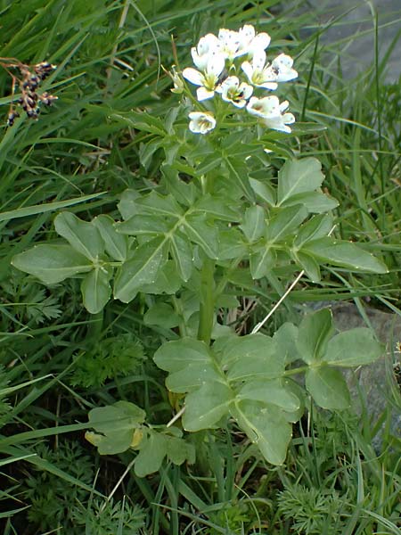 Cardamine amara \ Bitteres Schaumkraut / Large Bitter-Cress, CH Fl&uuml;elapass 5.7.2026