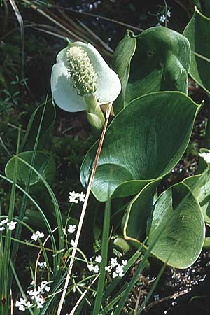 Calla palustris \ Sumpf-Calla / Bog Arum, CH Einsiedeln 13.7.1995