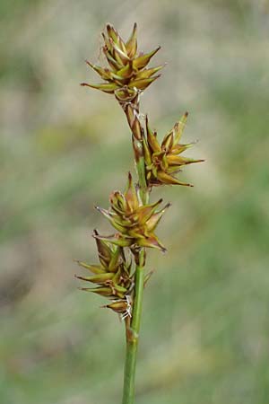 Carex echinata \ Igel-Segge, Stern-Segge, CH Fl&uuml;elapass 5.7.2026