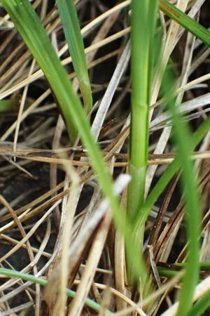 Carex echinata \ Igel-Segge, Stern-Segge, CH Fl&uuml;elapass 5.7.2026