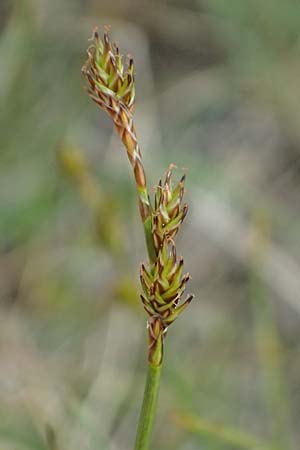 Carex echinata \ Igel-Segge, Stern-Segge, CH Fl&uuml;elapass 5.7.2026