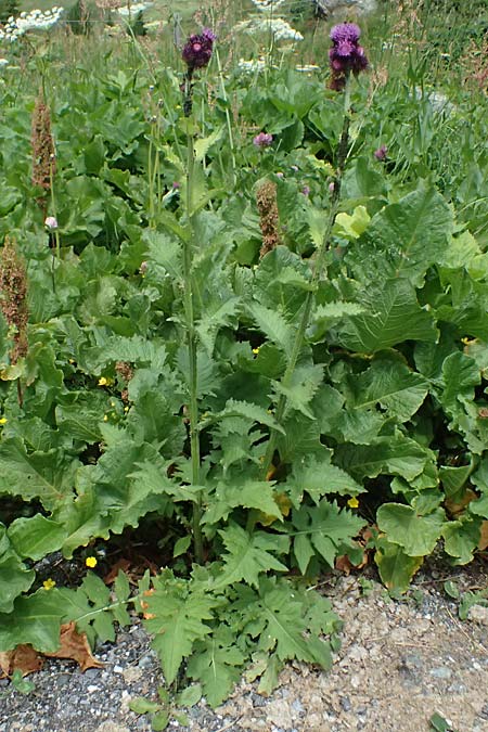 Cirsium montanum \ Berg-Kratzdistel / Alpine Thistle, CH Fl&uuml;elapass 5.7.2026