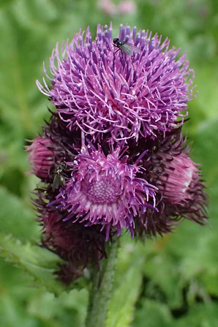 Cirsium montanum \ Berg-Kratzdistel / Alpine Thistle, CH Fl&uuml;elapass 5.7.2026