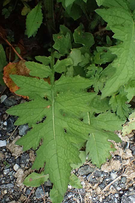 Cirsium montanum \ Berg-Kratzdistel / Alpine Thistle, CH Fl&uuml;elapass 5.7.2026