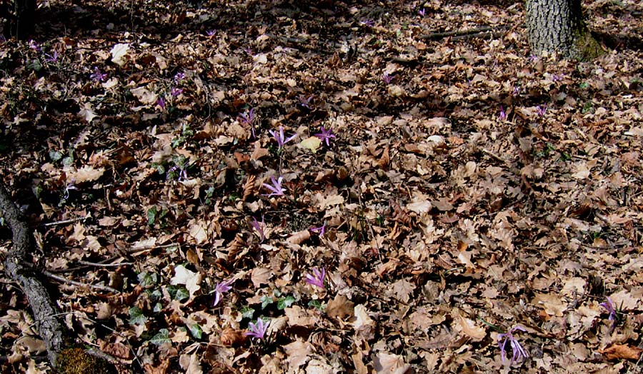 Colchicum bulbocodium \ Fr&uuml;hlings-Lichtblume / Spring Meadow Saffron, CH Wallis,  Fully 26.2.2008 (Photo: Eugen Schaub)
