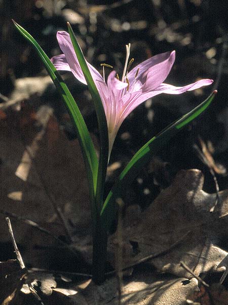 Colchicum bulbocodium \ Fr&uuml;hlings-Lichtblume / Spring Meadow Saffron, CH Wallis,  Fully 31.5.2000 (Photo: Eugen Schaub)