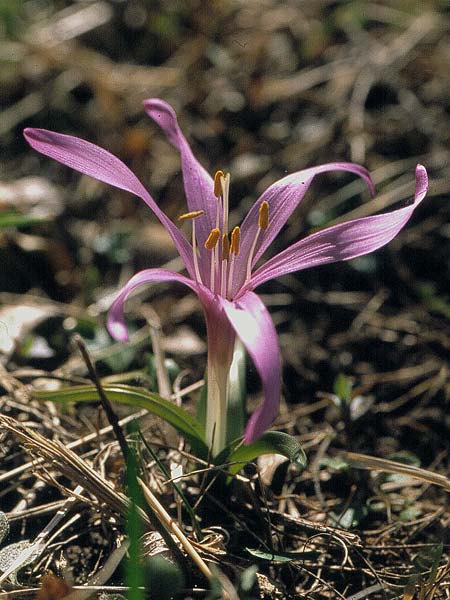 Colchicum bulbocodium \ Fr&uuml;hlings-Lichtblume / Spring Meadow Saffron, CH Wallis,  Fully 31.5.2000 (Photo: Eugen Schaub)