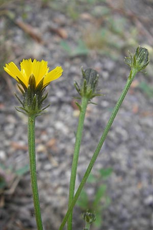 Picris hieracioides \ Gemeines Bitterkraut / Hawkweed Ox-Tongue, CH Baden 9.6.2011