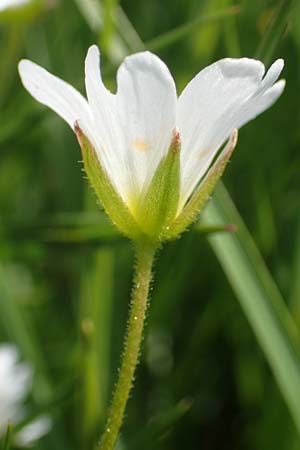 Cerastium arvense subsp. strictum \ Steifes Acker-Hornkraut / American Field Mouse-Ear, CH Gotthard 12.6.2017
