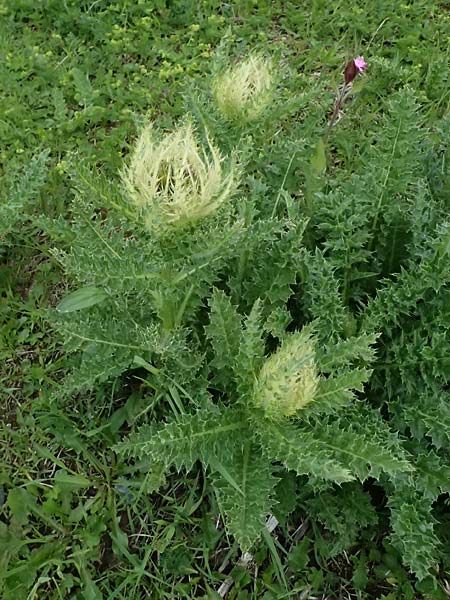 Cirsium spinosissimum \ Stachelige Kratzdistel / Spiniest Thistle, CH Fl&uuml;elapass 5.7.2026