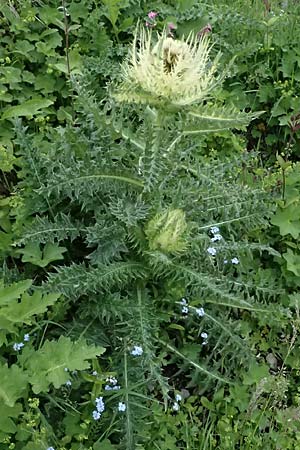 Cirsium spinosissimum \ Stachelige Kratzdistel / Spiniest Thistle, CH Fl&uuml;elapass 5.7.2026