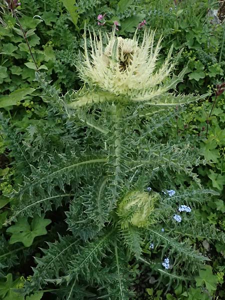 Cirsium spinosissimum \ Stachelige Kratzdistel / Spiniest Thistle, CH Fl&uuml;elapass 5.7.2026