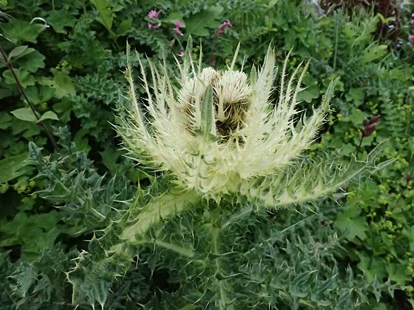 Cirsium spinosissimum \ Stachelige Kratzdistel / Spiniest Thistle, CH Fl&uuml;elapass 5.7.2026