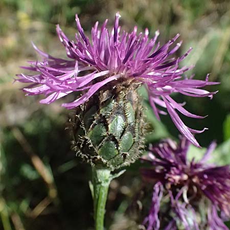 Centaurea scabiosa subsp. alpestris \ Alpen-Skabiosen-Flockenblume / Alpine Knapweed, CH Zernez 12.7.2026