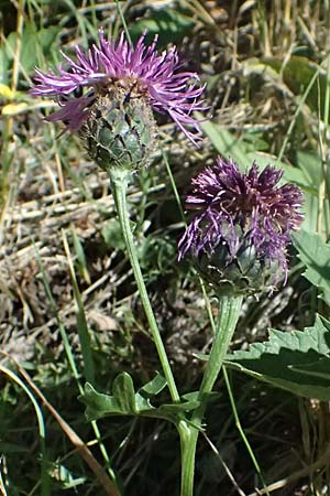 Centaurea scabiosa subsp. alpestris \ Alpen-Skabiosen-Flockenblume / Alpine Knapweed, CH Zernez 12.7.2026