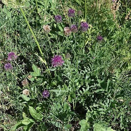 Centaurea scabiosa subsp. alpestris \ Alpen-Skabiosen-Flockenblume / Alpine Knapweed, CH Zernez 12.7.2026