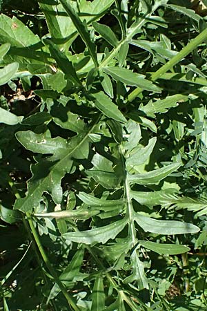 Centaurea scabiosa subsp. alpestris \ Alpen-Skabiosen-Flockenblume / Alpine Knapweed, CH Zernez 12.7.2026