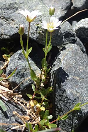 Cerastium uniflorum / Glacier Mouse-Ear, CH Fl&uuml;elapass 12.7.2026