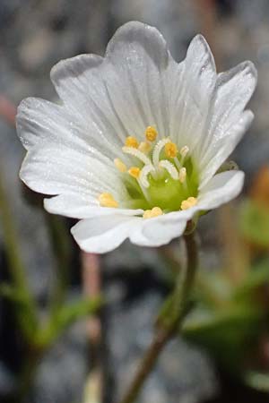 Cerastium uniflorum / Glacier Mouse-Ear, CH Fl&uuml;elapass 12.7.2026