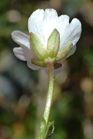 Cerastium uniflorum / Glacier Mouse-Ear, CH Fl&uuml;elapass 12.7.2026