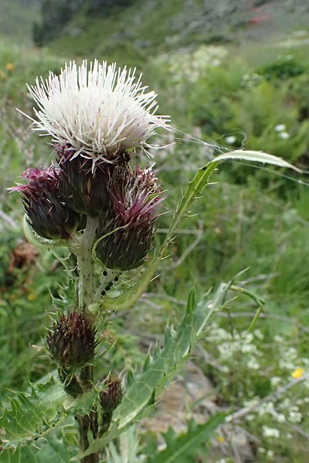Cirsium montanum x spinosissimum, Hybrid Thistle