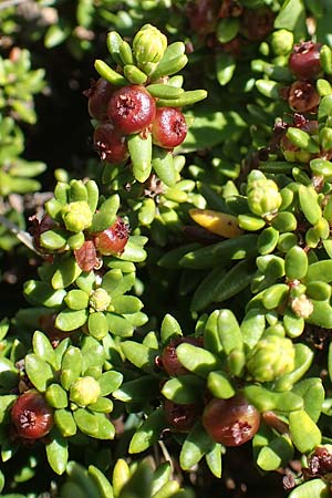 Empetrum nigrum \ Krhenbeere, Rauschbeere / Crow Berry, CH Gotthard 12.6.2017