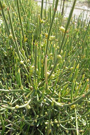 Ephedra helvetica \ Schweizer Meertr�ubel / Swiss Joint Pine, CH Basel,  Bot.  Gar.  Br&uuml;gglingen 13.4.2011