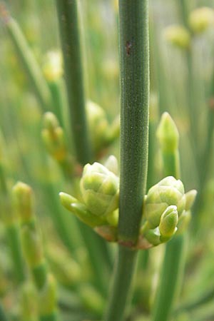 Ephedra helvetica \ Schweizer Meertr�ubel / Swiss Joint Pine, CH Basel,  Bot.  Gar.  Br&uuml;gglingen 13.4.2011