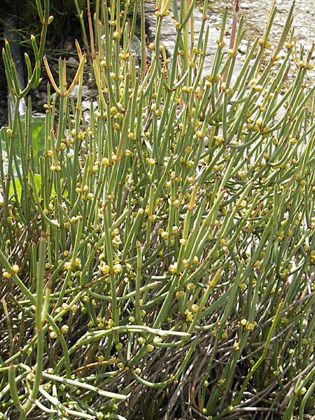 Ephedra helvetica \ Schweizer Meertr�ubel / Swiss Joint Pine, CH Basel,  Bot.  Gar.  Br&uuml;gglingen 13.4.2011