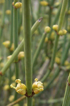 Ephedra helvetica \ Schweizer Meertr�ubel / Swiss Joint Pine, CH Basel,  Bot.  Gar.  Br&uuml;gglingen 13.4.2011