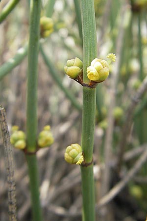 Ephedra helvetica \ Schweizer Meertr�ubel / Swiss Joint Pine, CH Basel,  Bot.  Gar.  Br&uuml;gglingen 13.4.2011