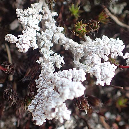 Lecanorales specA ? \ Flechte / Lichen, CH Gotthard 12.6.2017
