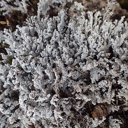 Lecanorales specA ? \ Flechte / Lichen, CH Gotthard 12.6.2017