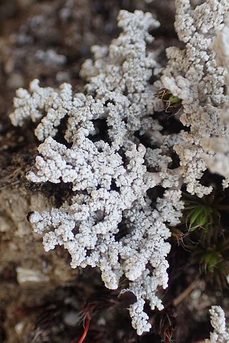 Lecanorales specA ? \ Flechte / Lichen, CH Gotthard 12.6.2017