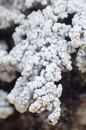 Lecanorales specA ? \ Flechte / Lichen, CH Gotthard 12.6.2017