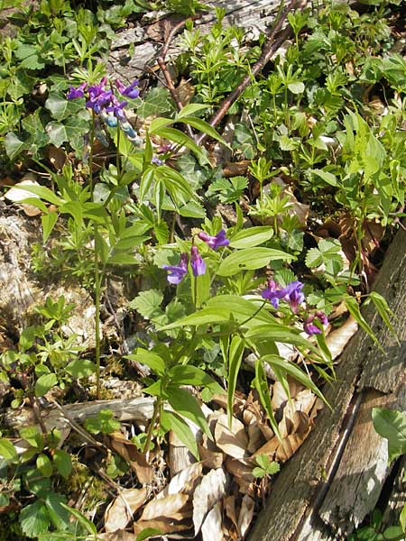 Lathyrus vernus \ Frhlings-Platterbse / Spring Pea, CH Burg im Leimental 13.4.2011